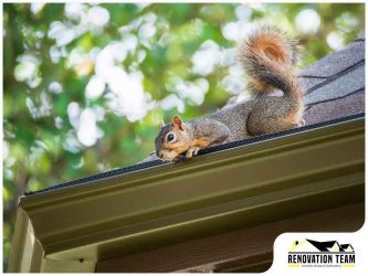 Effective Methods to Prevent Roof Damage From Animals